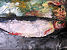 Michael Monaghan, Fish Study